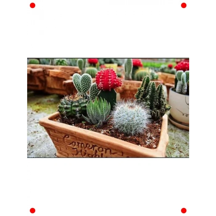 Kaktüs ve Sukulent Toprağı - 5 Litre