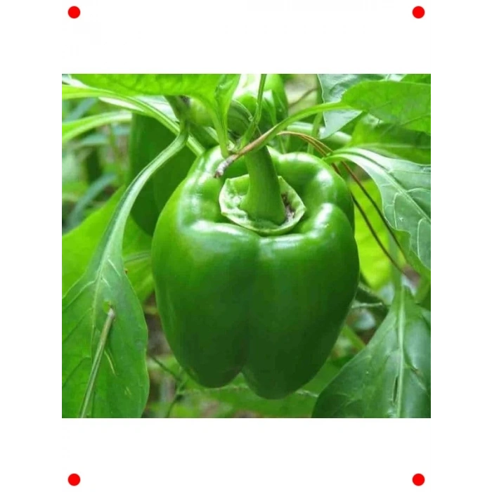 Kandil Dolma Biber Tohumu - İdeal Doldurmalık Biber