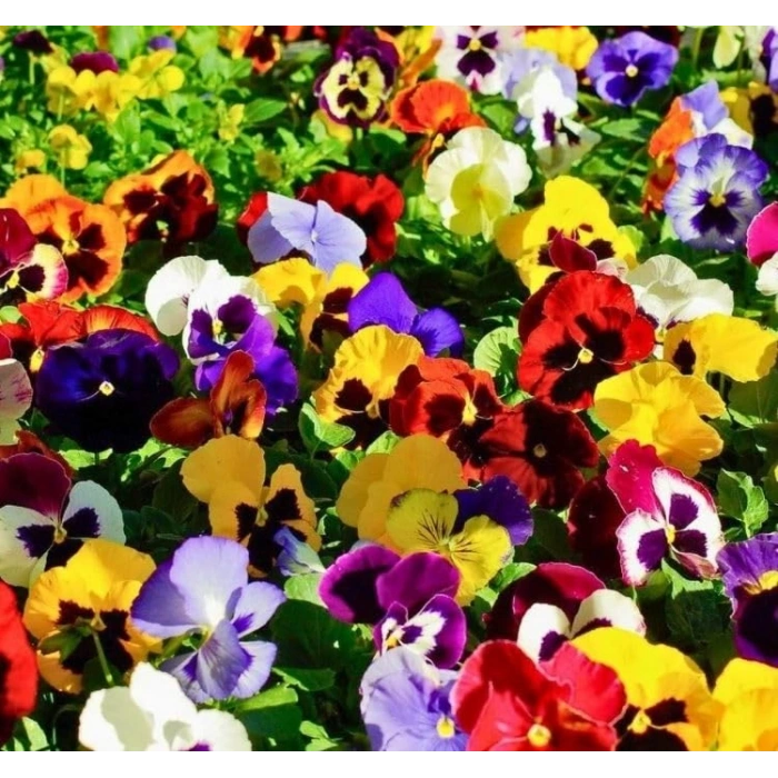 Karıışık Renkli 100 Tohum Hercai Menekşe