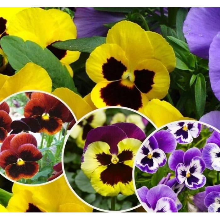 Karıışık Renkli 100 Tohum Hercai Menekşe