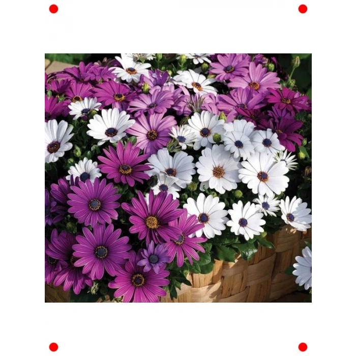 Karışık Bodrum Papatyası Tohumu (Kısa Boylu, 5 Adet)