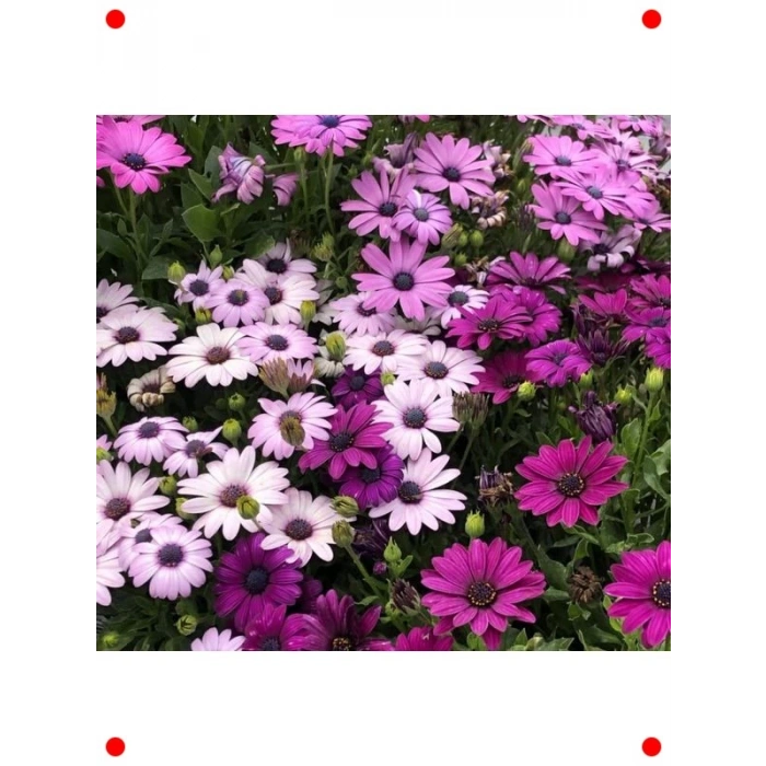 Karışık Bodrum Papatyası Tohumu (Kısa Boylu, 5 Adet)