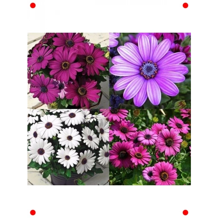 Karışık Bodrum Papatyası Tohumu (Kısa Boylu, 5 Adet)