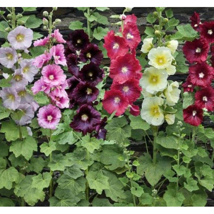 Karışık Gülhat Çiçeği Tohumu ile Bahçenize Renk Katın