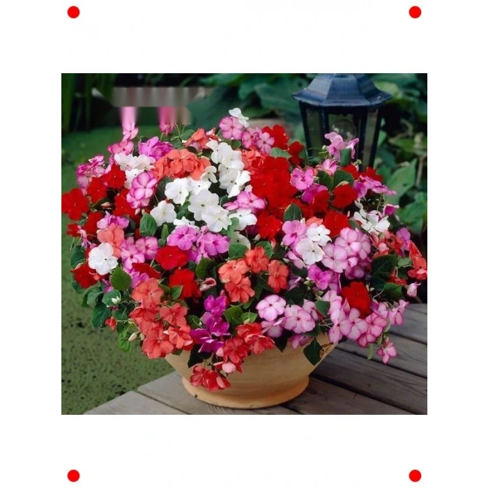 Karışık İri Cam Güzeli  Çiçek Tohumu (20 Adet)