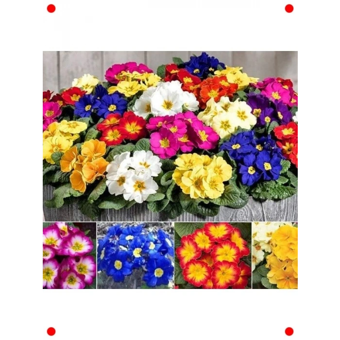 Karışık Katlı Çuha Çiçeği F1 Tohumu (10 Adet)