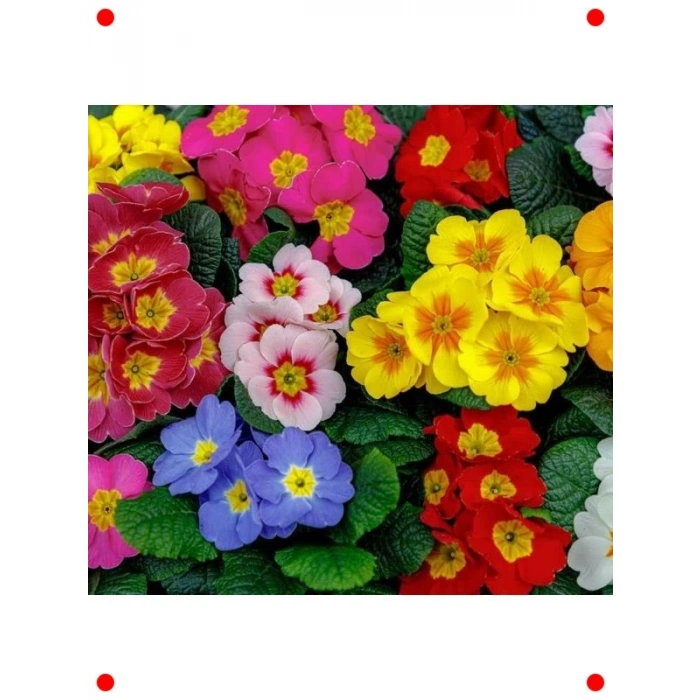 Karışık Katlı Çuha Çiçeği F1 Tohumu (10 Adet)