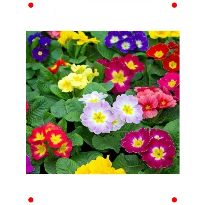 Karışık Katlı Çuha Çiçeği  Tohumu (10 Adet)