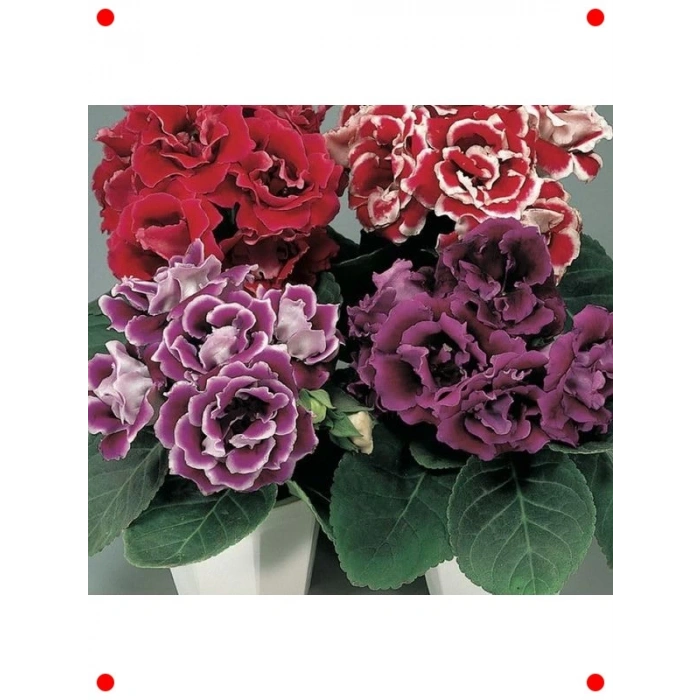 Karışık Renk Bardak Menekşesi Tohumu (5 Adet)