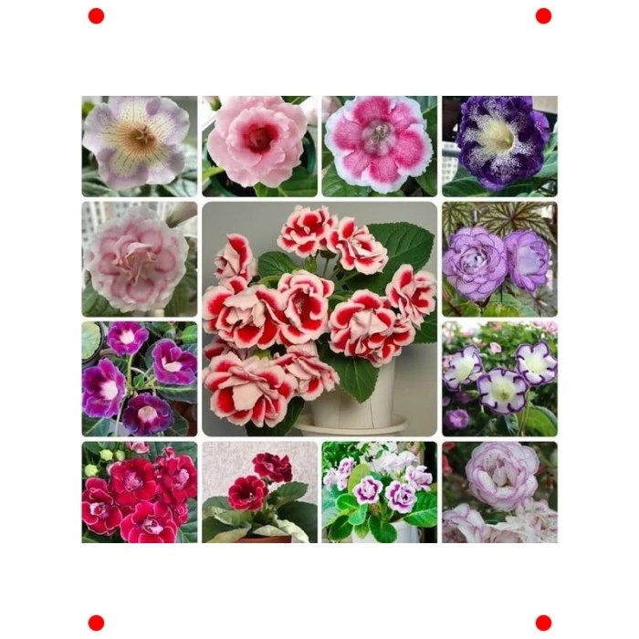 Karışık Renk Bardak Menekşesi Tohumu (5 Adet)