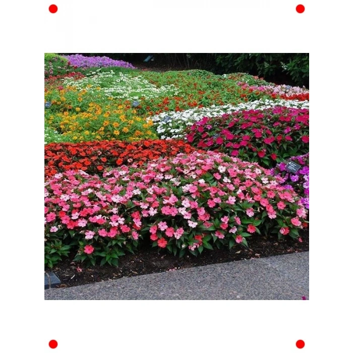 Karışık Renk Cam Güzeli Tohumu (10 Adet)