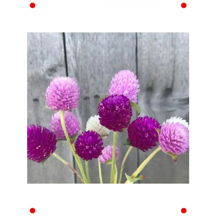 Karışık Renk Medine Düğmesi F1 Tohumu (40 Adet)