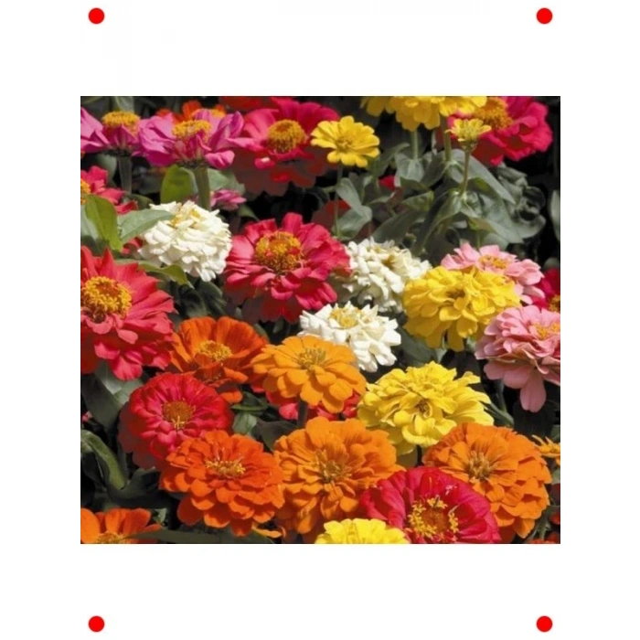 Karışık Renk ni Zinnia Kirli Hanım  Tohumu - 10 Adet
