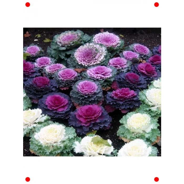 Karışık Renk Süs Lahanası F1 Tohumu (15 Adet)