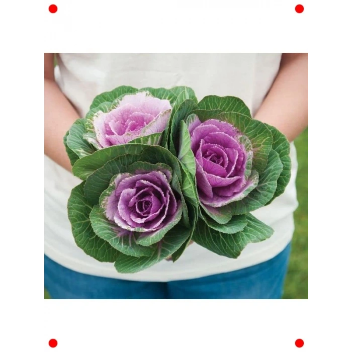 Karışık Renk Süs Lahanası F1 Tohumu (15 Adet)