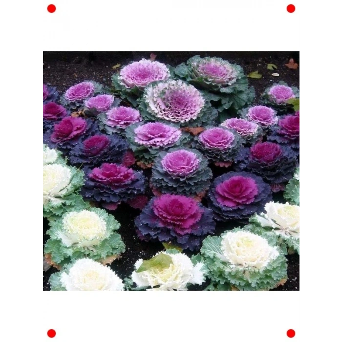 Karışık Renk Süs Lahanası  Tohumu (15 Adet)