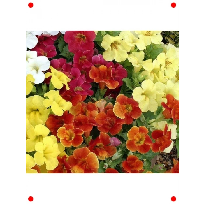 Karışık Renkler Misk Çiçeği F1 Tohumu (30 Adet)