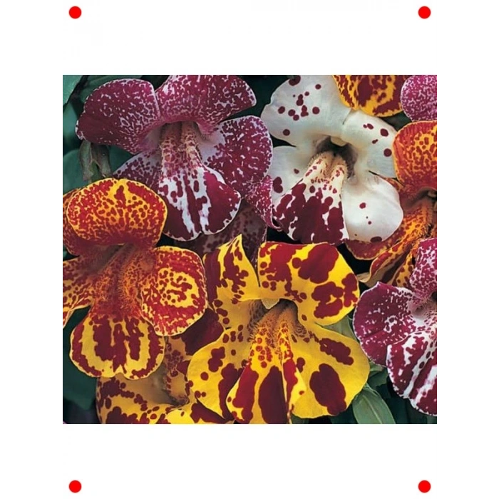 Karışık Renkler Misk Çiçeği F1 Tohumu (30 Adet)