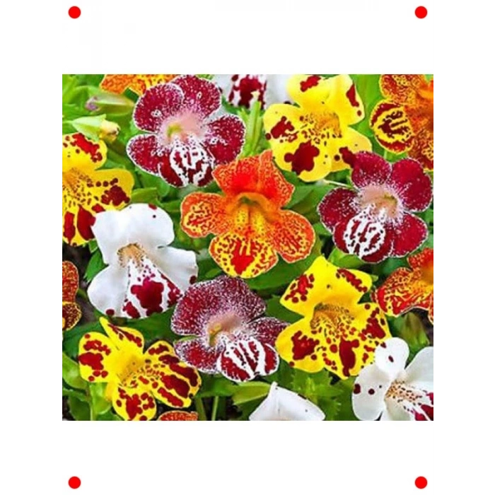 Karışık Renkler Misk Çiçeği F1 Tohumu (30 Adet)