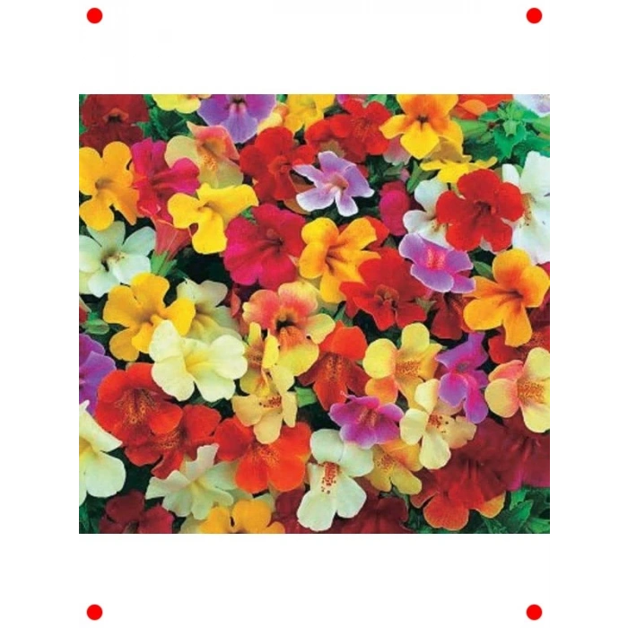 Karışık Renkler Misk Çiçeği F1 Tohumu (30 Adet)