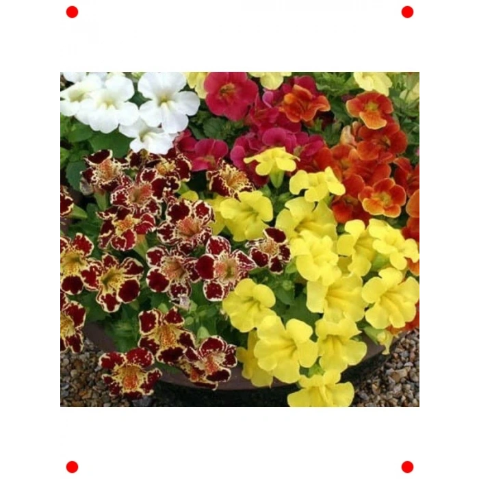 Karışık Renkler Misk Çiçeği F1 Tohumu (30 Adet)