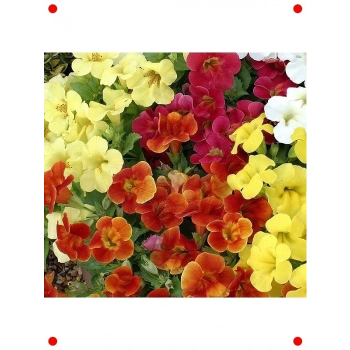 Karışık Renkler sk Çiçeği  Tohumu (30 Adet)