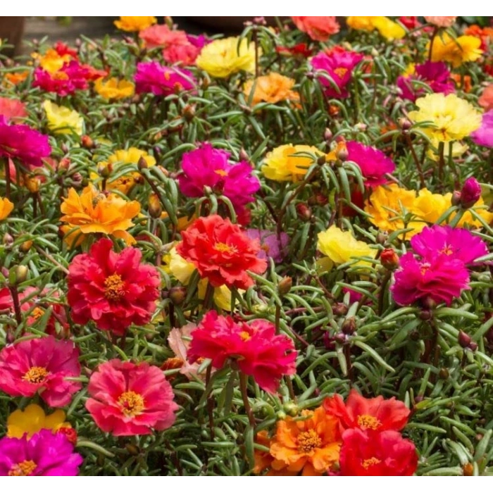 Karışık renklerde 40 adet katmerli ipek çiçeği tohumu