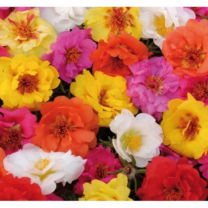 Karışık renklerde 40 adet katmerli ipek çiçeği tohumu