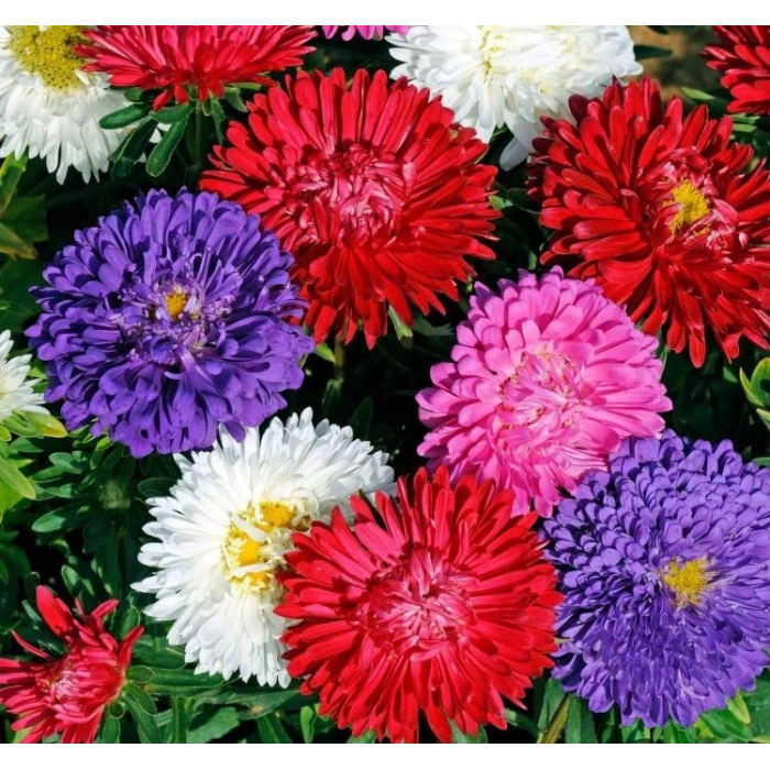 Karışık Renkli 20 Tohum Aster Kasımpatı (Krizantem)