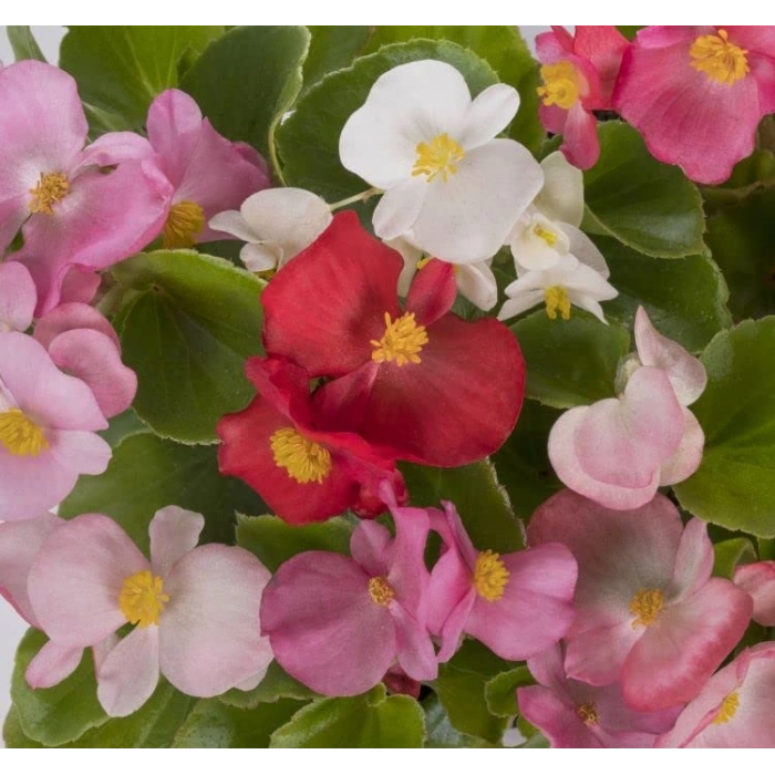 Karışık Renkli Begonya Tohumu - 40 Adet