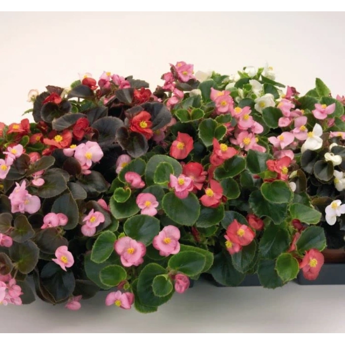 Karışık Renkli Begonya Tohumu - 40 Adet