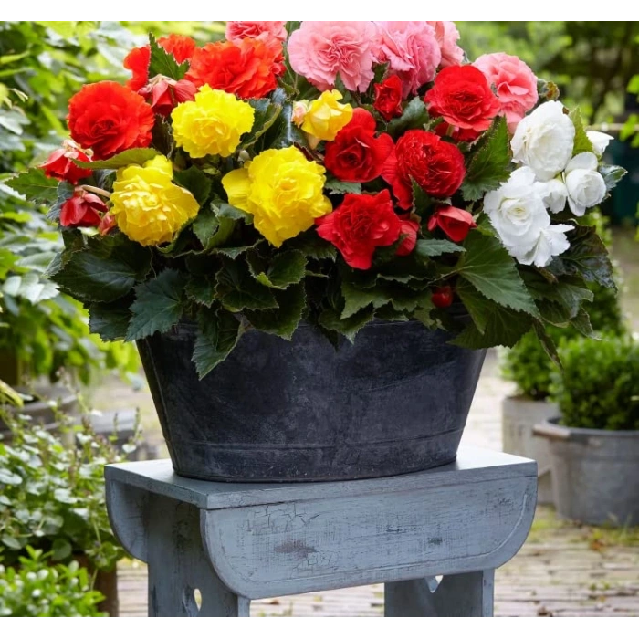 Karışık Renkli Begonya Tohumu - 5 Adet, Katmerli