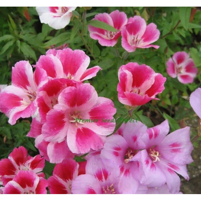 Karışık Renkli Godetya Çiçeği Tohumu, 5 Tohum