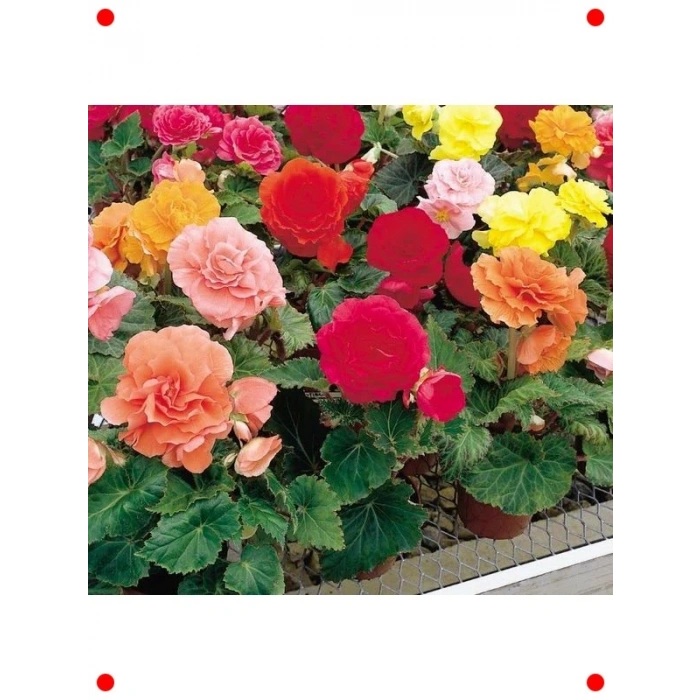 Karışık Renkli Katmerli Begonya Tohumu (5 Adet)