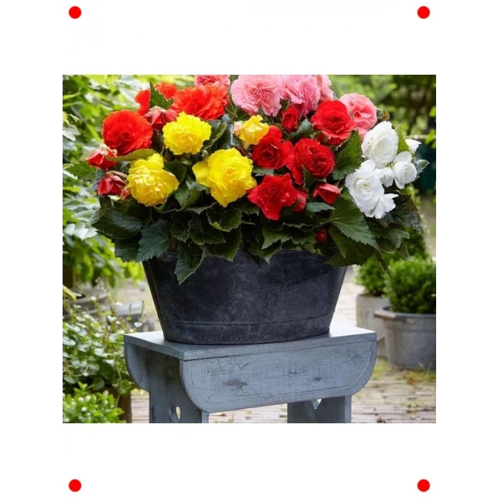 Karışık Renkli Katmerli Begonya Tohumu (5 Adet)