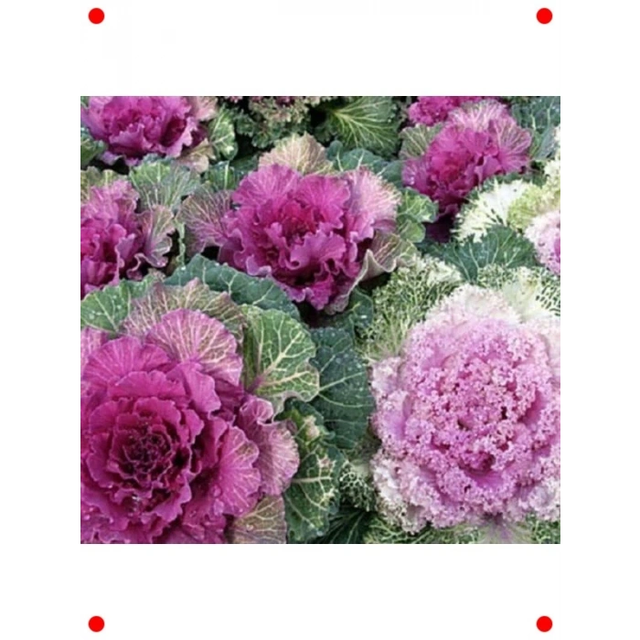 Karışık Renkli Kıvırcık Süs Lahanası Tohumu (5 Adet)