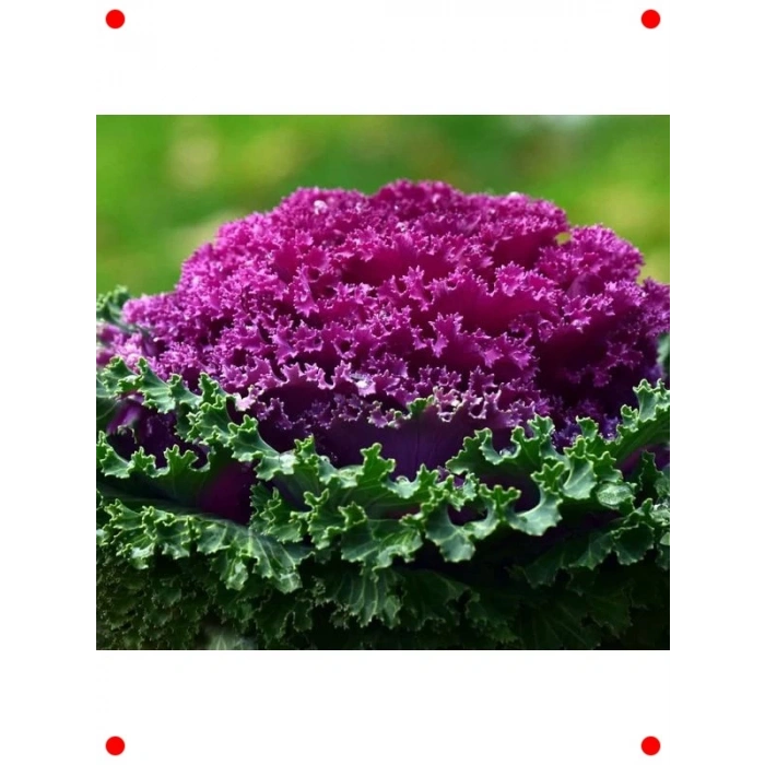 Karışık Renkli Kıvırcık Süs Lahanası Tohumu (5 Adet)