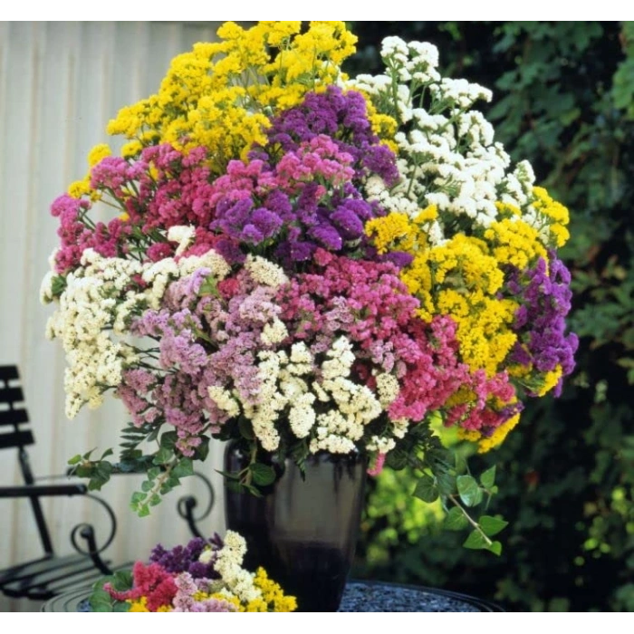 Karışık Renkli Limonyum Çiçeği Tohumu, 15 Adet