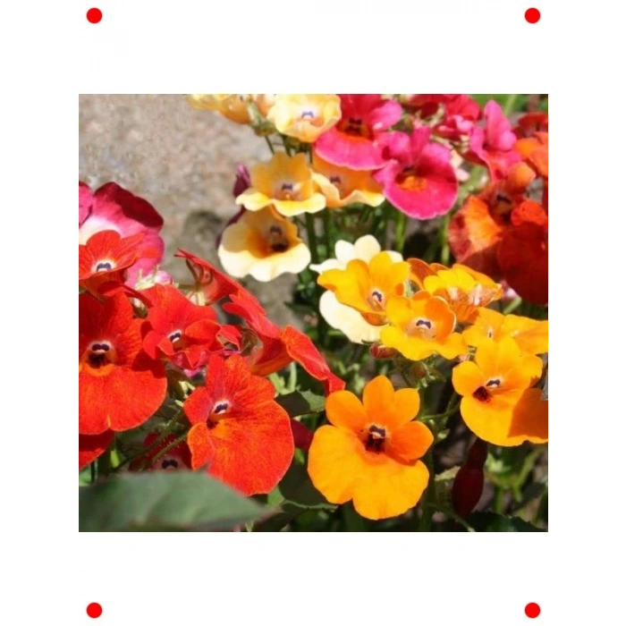 Karışık Renkli Nemezya Çiçeği Tohumu (10 Adet)