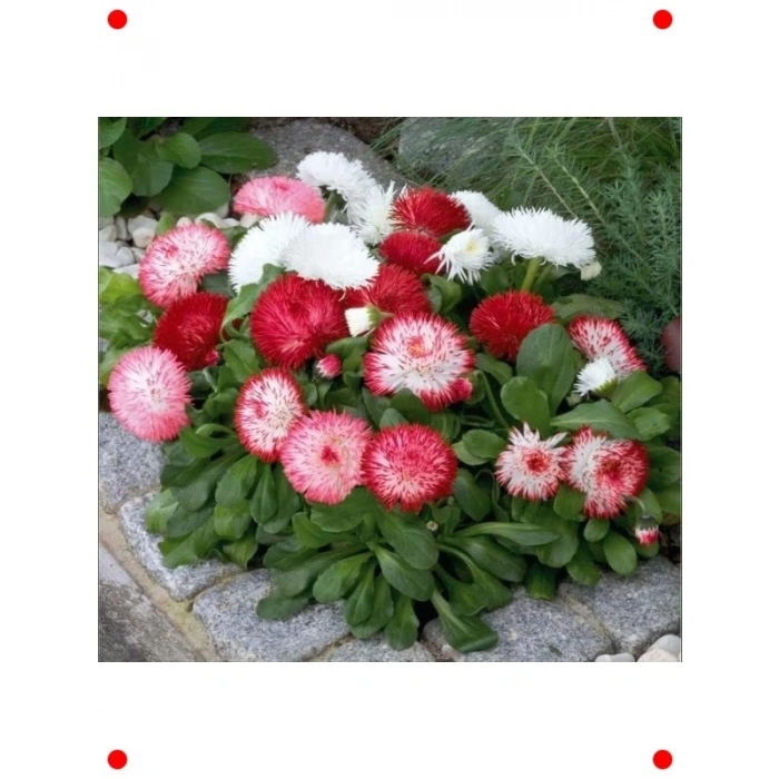 Karışık Renkli Ponpon Şeker Tabağı Papatya Tohumu