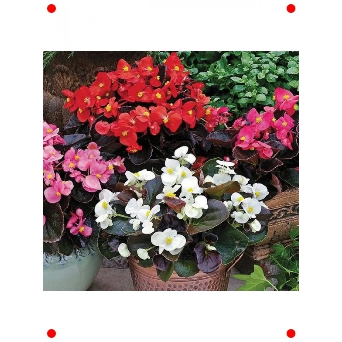 Karışık Renkli Şeker Bnya Tohumu (40 Adet)