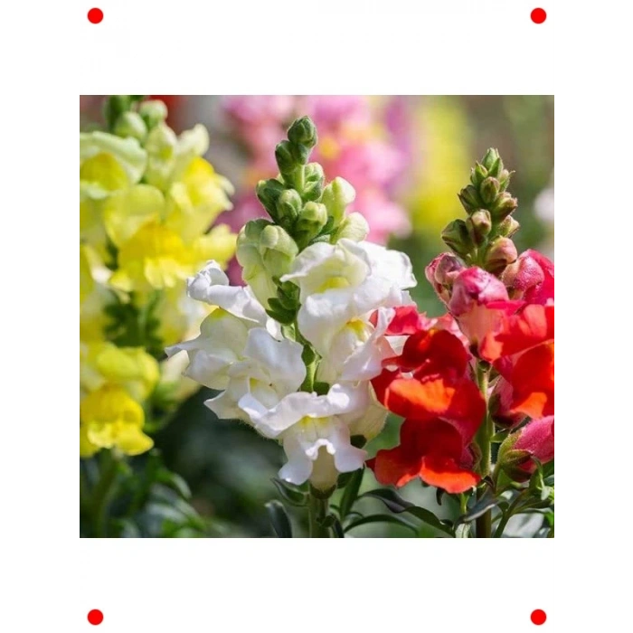 Karışık Renkli Yüksek Boy Aslanağzı Tohumu (8 Adet)