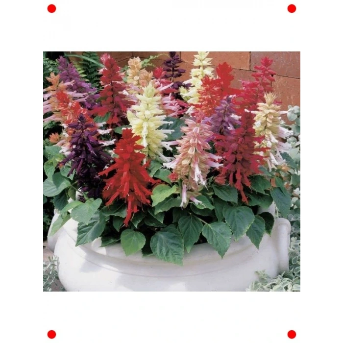 Karışık Salvia (Ateş Çiçeği)  Tohumu (30 Adet)