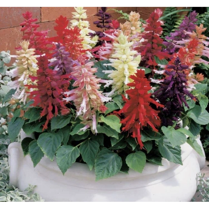 Karışık salvia ateş çiçeği tohumu - 30 adet ile renkli bahçeler