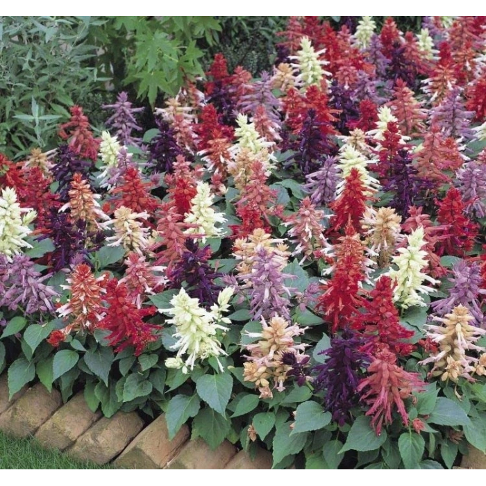 Karışık salvia ateş çiçeği tohumu - 30 adet ile renkli bahçeler