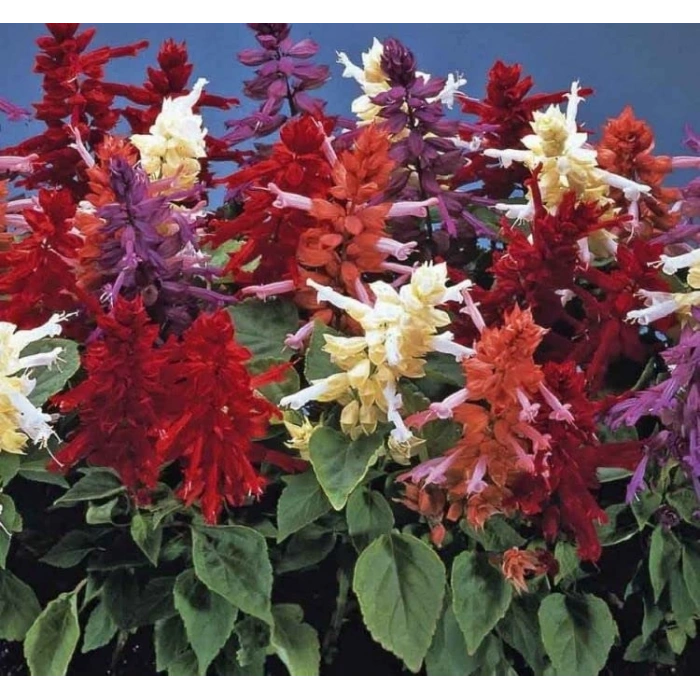 Karışık salvia ateş çiçeği tohumu - 30 adet ile renkli bahçeler