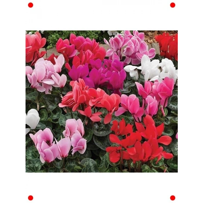 Karışık Siklamen  Tohumu (5 Adet)