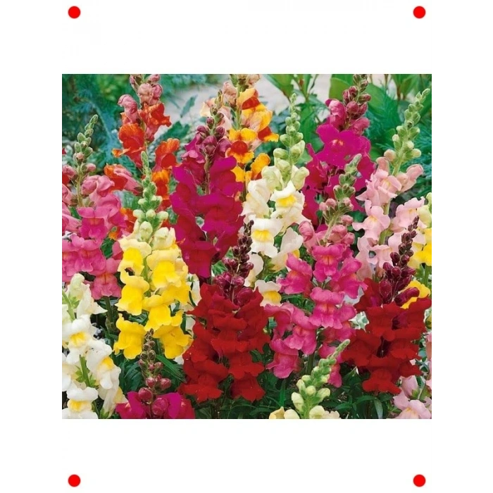 Karışık Uzun Bahçe AslanAğzı  Tohumu (30 Adet)