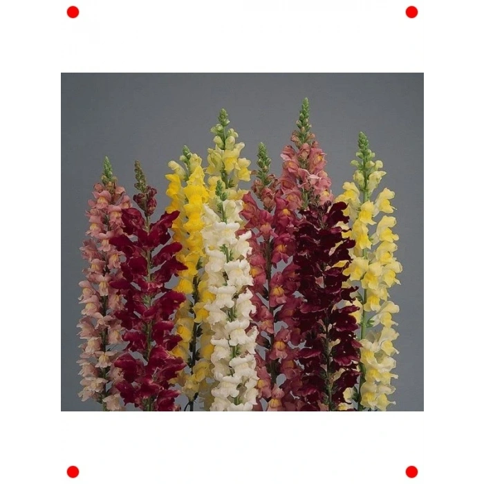 Karışık Uzun Kesmelik Aslanağzı  Tohumu - 15 Adet