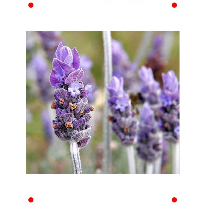 Karışık Yoğun Kokulu Lavandula Tohumu (5 Adet)